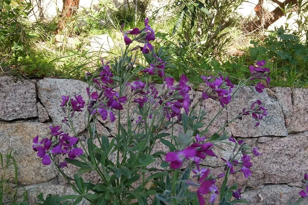 בית נופש הוילה קוסטה פרדיסו Villino Li Sambuli איטליה